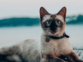 Picture for category Behavior Products